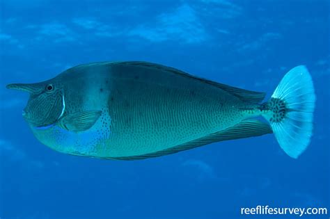Naso brevirostris .